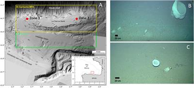 In situ Growth Rate Assessment of the Hexactinellid Sponge Asconema setubalense Using 3D Photogrammetric Reconstruction